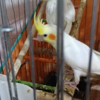 عروس هلندی