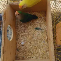 طوطی برزیلی