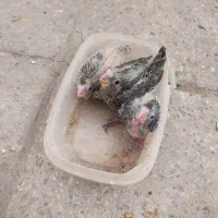 جوجه عروس هلندی|پرنده|قم, نخودی|دیوار