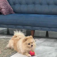 حیوان خانگی|سگ|تهران, علم و صنعت|دیوار