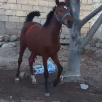 اسب معاوضه|اسب و تجهیزات اسبسواری|مشگین شهر, |دیوار