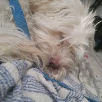 سگ خانگی|سگ|شاهرود, |دیوار