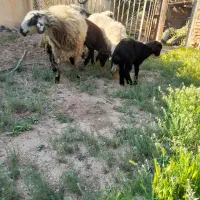 دو راس میش افشاری زاییده جوان|حیوانات مزرعه|شیدا, |دیوار