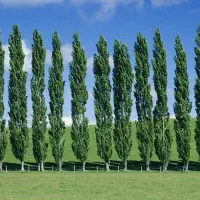 بهترین انواع نهال های پیوندی