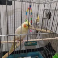 عروس هلندی|پرنده|کبودرآهنگ, |دیوار