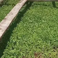 نشاع گوجه فرنگی