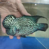 فروش فلاور کامفا