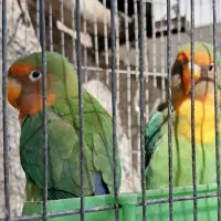 طوطی برزیلی|پرنده|پلنگ آباد, |دیوار