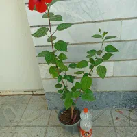 گل و گیاه طبیعی
