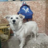 سگ آپارتمانی