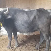 گامیش با گوساله ماده|حیوانات مزرعه|کرخه, |دیوار