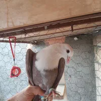 کله سفید سرخ