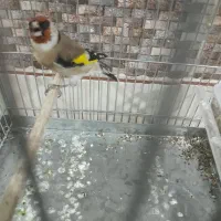 یک عدد سهره بسیار زیبا خوشکل قواره دار|پرنده|ملارد, |دیوار