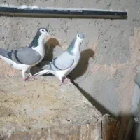 دمگیر جفتی گچی وسیاپشت وپلاکی اصل سبز دوخط|پرنده|برخوار, |دیوار