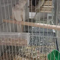 جفت عروس هلندی روی تخم