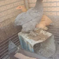 3عد مرغ 3عددخروس برهما|حیوانات مزرعه|مهریز, |دیوار