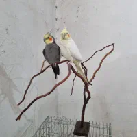 چوب نشیمن عروس  فنچ  مرغ عشق  قفس