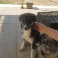 سگ زیبا|سگ|مبارکه, |دیوار