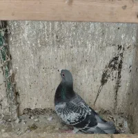 کفتر|پرنده|تهران, طرشت|دیوار