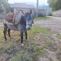 اسب نریان داخل چهارسال پالانی