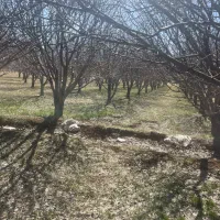 باغبان و نکهبان