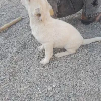 سگ پاکوتاه|سگ|قائن, |دیوار