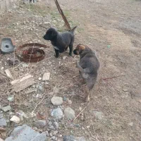 سگ معاوضه با حیوانات عکس بفرستید