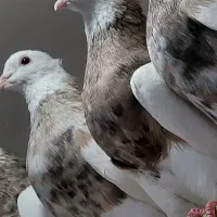 کبوتر