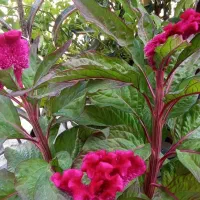 گل طبیعی|گل و گیاه طبیعی|مریوان, |دیوار