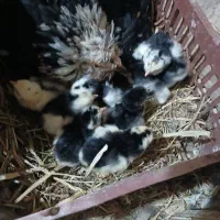 تخم مرغ نطفه دار گلین|حیوانات مزرعه|بهارستان, |دیوار