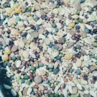 خوراک دام و طیور