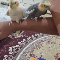 عروس هلندی|پرنده|لامرد, |دیوار