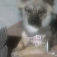 اشپیتز آلمانی|سگ|بندرعباس, |دیوار