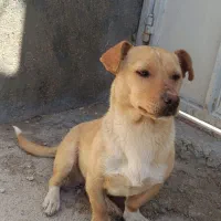 سگ پا کوتاه