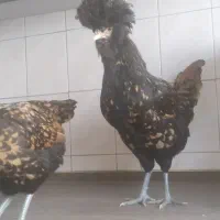 مرغ و خروس لهستانی اصیل|حیوانات مزرعه|ری, شهید بهشتی|دیوار