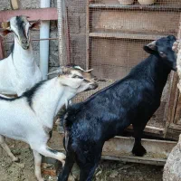 کهره نریی چاق چله در بندرلنگه