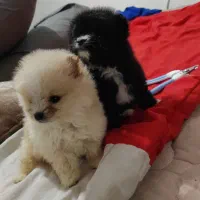 توله پامر عروسکی2عدد