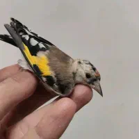 سهره. قناری