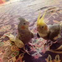 یک جفت عروس هلندی معاوضه با ملنگو یا گرینچیک