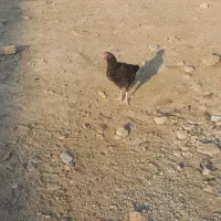 مرغ وخروس|حیوانات مزرعه|شاهین دژ, |دیوار