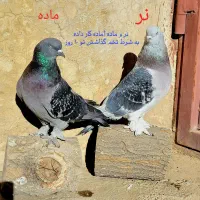 کبوتر ترکیه