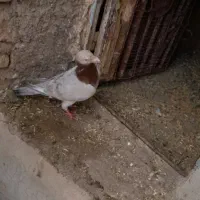 سرونج نربسیار درشت وگزدار نسل قدیم جوون