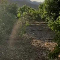 فروش باغ بادام وپسته|فروش دفتر صنعتی، کشاورزی، تجاری|کوهنجان, |دیوار