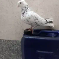 کفتر اصفهانی|پرنده|برخوار, |دیوار