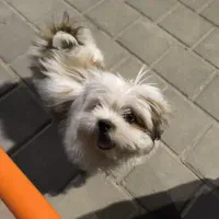 شیتزو سه ماهه