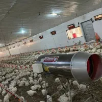 کارگر دائم مرغداری