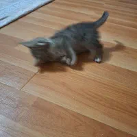 واگذاری بچه گربه