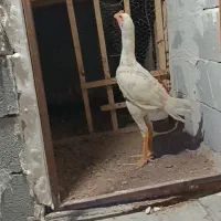 خروس لاری معاوضه دارم با خروس