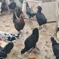 مرغ  درجه یک