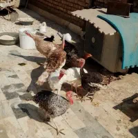 بوقلمون|حیوانات مزرعه|قم, آزادگان|دیوار